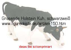 Bild vom Artikel Grasende Holstein Kuh, schwarzweiß